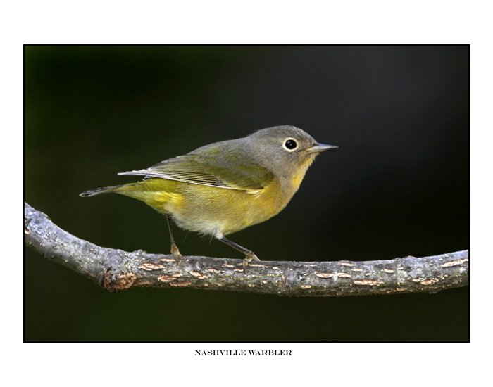 5655 nashville-warbler.jpg